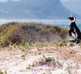 Cape Town peninsula day tours 