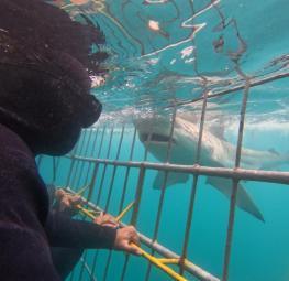 shark cage diving 