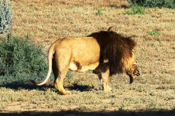 Cape Town two days Safari