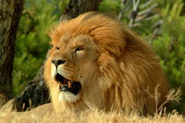 Kruger park safari experience 