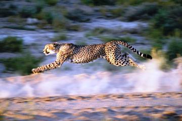 Cheetah two days Safari 