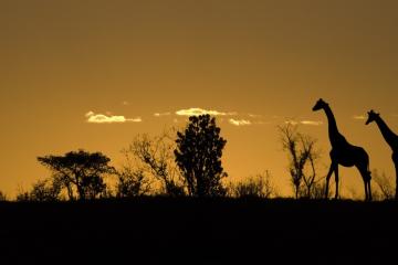 private game drive extended tour 