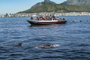 Dolphin with Lion's Head View