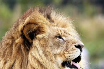 from cape town to port elizabeth 4 stars