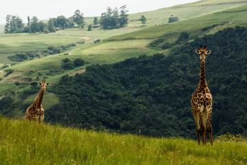 Giraffe_Safari