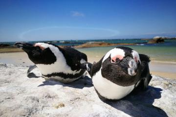 cape town package peninsula