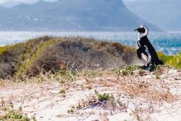 Cape Town peninsula day tours 