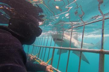 shark cage diving 