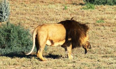 Cape Town two days Safari