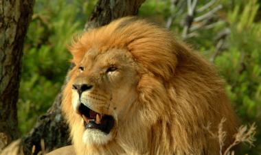 Kruger park safari experience 