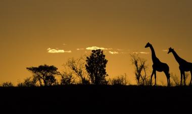 private game drive extended tour 