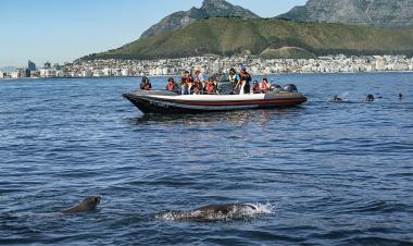 Dolphin with Lion's Head View