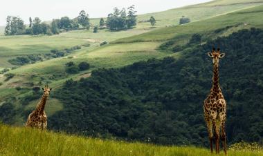 Giraffe_Safari