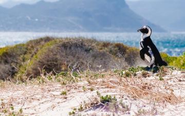 Cape Town peninsula day tours 