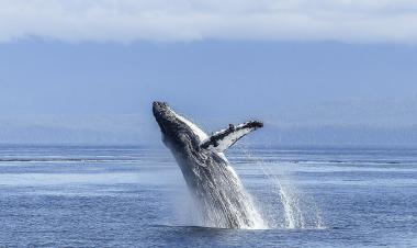 Whale watching in Hermanus 